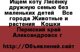 Ищем коту Лисёнку дружную семью без маленьких детей  - Все города Животные и растения » Кошки   . Пермский край,Александровск г.